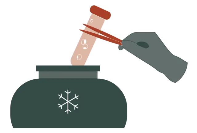 Service · Frozen embryo transfer illustration