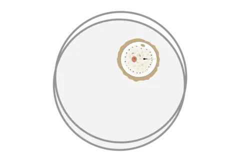 Service · Embryo creation illustration