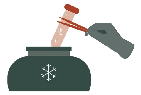 Service · Frozen embryo transfer illustration