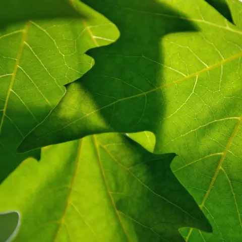 Green leaves of a plant growing in sunlight