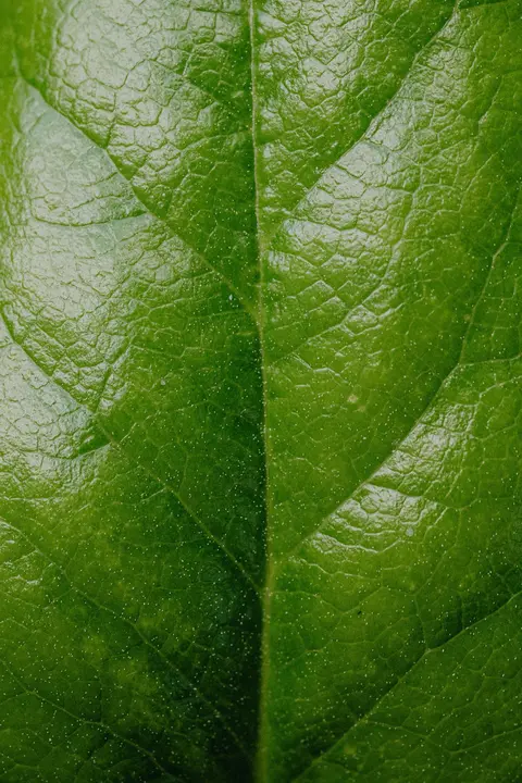 Macro photograph of a green leaf