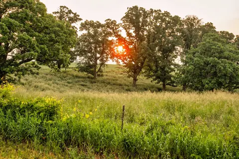 Trees on a field in sunlight