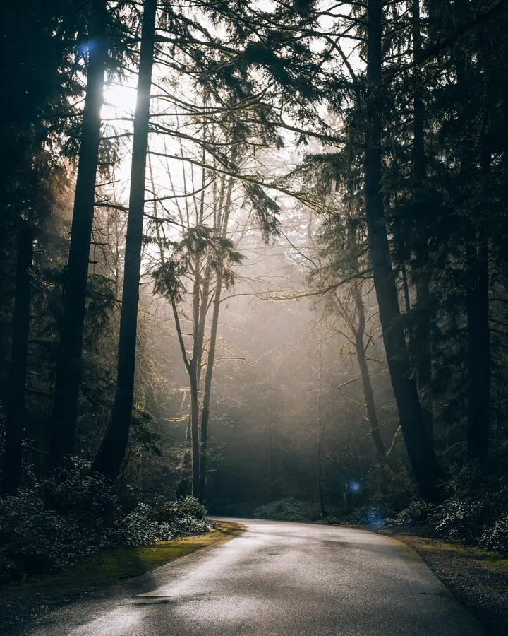Path in a forest in sunlight
