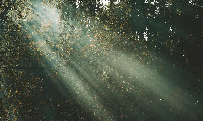 Sunlight filtering through a forest canopy