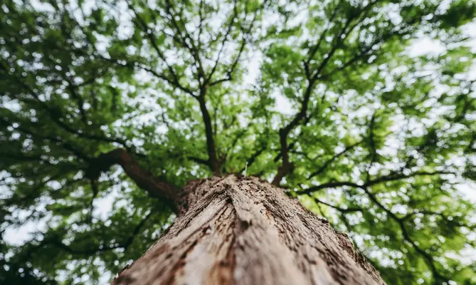 Tree canopy viewed from below, symbolizing growth and strong roots