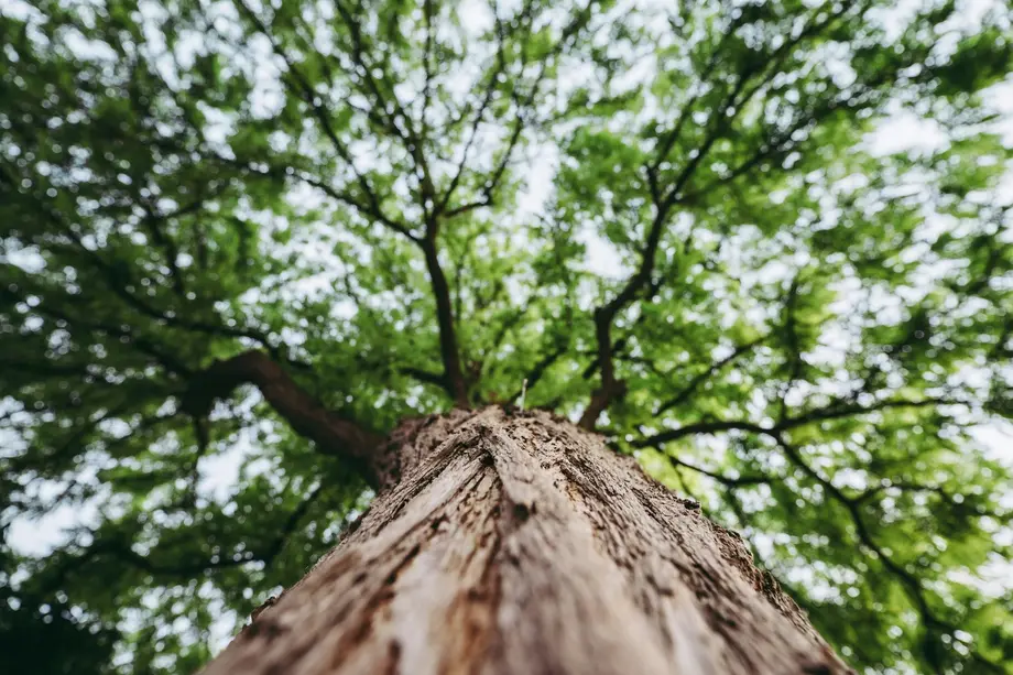 Tree canopy viewed from below, symbolizing growth and strong roots