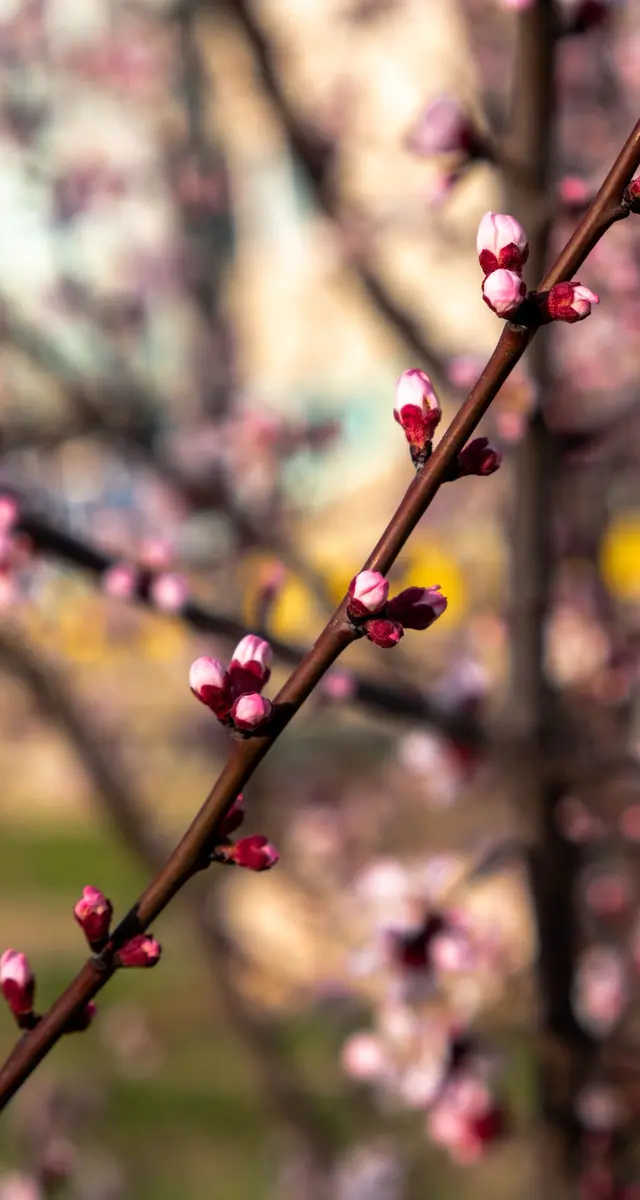 Cherry blossom buds on a branch in spring