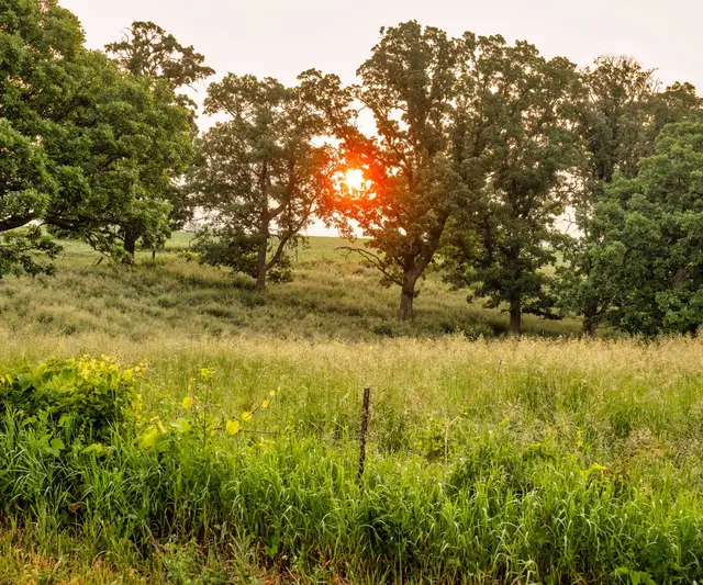 Trees on a field in sunlight